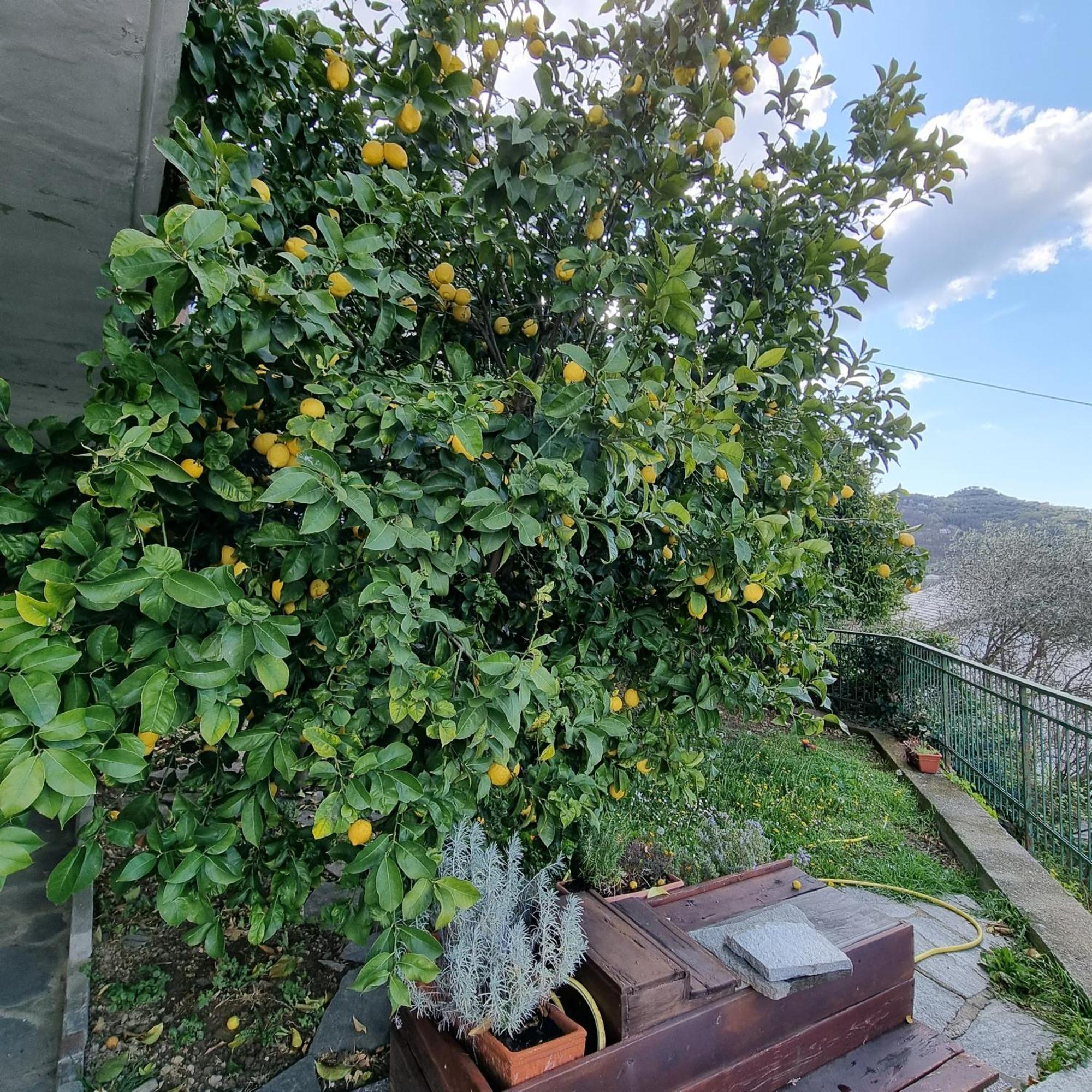 B&B La Terrazza Sui Fieschi Cogorno Exteriér fotografie